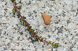 Gegenblättriger Steinbrech (Saxifraga oppositifolia) (C199797)