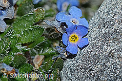 Photo: Eritrichium nanum