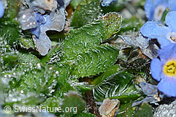 Photo: Eritrichium nanum