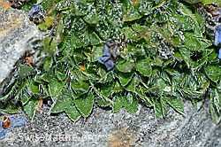Eritrichium nanum (C202076)