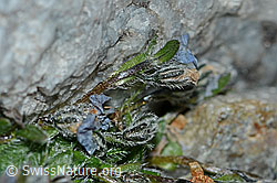 Eritrichium nanum (C202077)