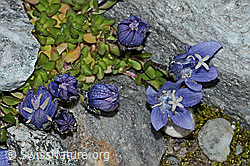Campanula cenisia (C202083)