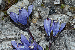 Campanula cenisia (C202084)