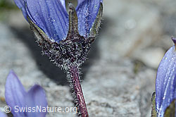 Campanula cenisia (C202087)