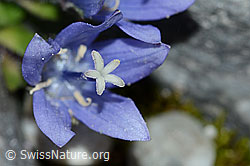 Mont Cenis-Glockenblume (Campanula cenisia) (C202090)