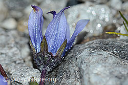 Campanula cenisia (C202091)