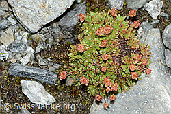 Séguiers Steinbrech (Saxifraga seguieri) (C202101)