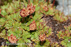 Séguiers Steinbrech (Saxifraga seguieri) (C202104)