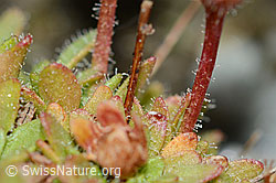 Séguiers Steinbrech (Saxifraga seguieri) (C202109)