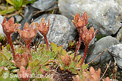 Séguiers Steinbrech (Saxifraga seguieri) (C202111)
