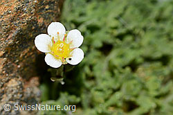 Gefurchter Steinbrech (Saxifraga exarata) (C202116) Gefurchter Steinbrech (Saxifraga exarata) (C202116)