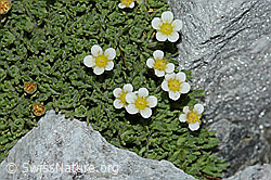 Gefurchter Steinbrech (Saxifraga exarata) (C202118) Gefurchter Steinbrech (Saxifraga exarata) (C202118)