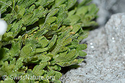 Gefurchter Steinbrech (Saxifraga exarata) (C202119) Gefurchter Steinbrech (Saxifraga exarata) (C202119)