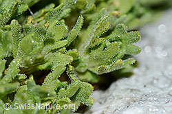 Gefurchter Steinbrech (Saxifraga exarata) (C202120) Gefurchter Steinbrech (Saxifraga exarata) (C202120)