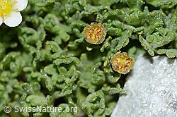Gefurchter Steinbrech (Saxifraga exarata) (C202123) Gefurchter Steinbrech (Saxifraga exarata) (C202123)