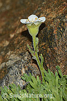 Gefurchter Steinbrech (Saxifraga exarata) (C202129) Gefurchter Steinbrech (Saxifraga exarata) (C202129)