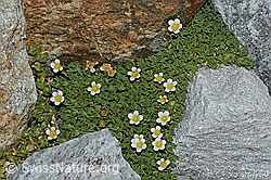 Gefurchter Steinbrech (Saxifraga exarata) (C202133) Gefurchter Steinbrech (Saxifraga exarata) (C202133)