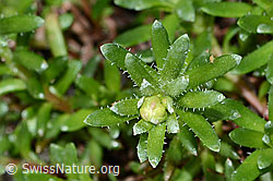 Bewimperter Steinbrech (Saxifraga aizoides) (C202253)