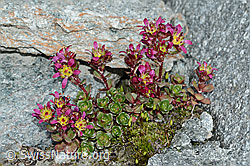 Saxifraga biflora (C202255)