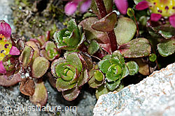 Saxifraga biflora (C202261)
