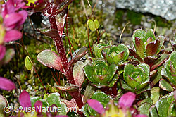 Saxifraga biflora (C202263)