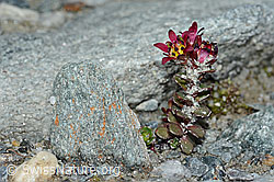 Saxifraga biflora (C202312)