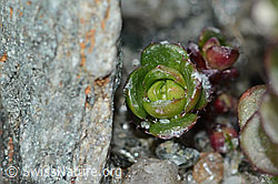 Saxifraga biflora (C202314)