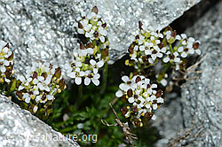 Kurzstängelige Gämskresse (Pritzelago alpina ssp. brevicaulis) (C202316)