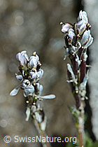 Bläuliche Gänsekresse (Arabis caerulea) (C202330) Bläuliche Gänsekresse (Arabis caerulea) (C202330)