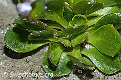 Bläuliche Gänsekresse (Arabis caerulea) (C202331) Bläuliche Gänsekresse (Arabis caerulea) (C202331)