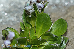 Bläuliche Gänsekresse (Arabis caerulea) (C202332) Bläuliche Gänsekresse (Arabis caerulea) (C202332)