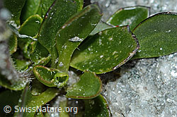 Bläuliche Gänsekresse (Arabis caerulea) (C202333) Bläuliche Gänsekresse (Arabis caerulea) (C202333)
