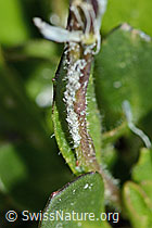 Bläuliche Gänsekresse (Arabis caerulea) (C202334) Bläuliche Gänsekresse (Arabis caerulea) (C202334)