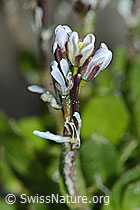 Bläuliche Gänsekresse (Arabis caerulea) (C202335) Bläuliche Gänsekresse (Arabis caerulea) (C202335)