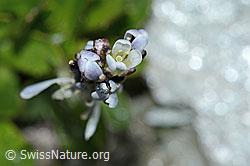 Bläuliche Gänsekresse (Arabis caerulea) (C202336) Bläuliche Gänsekresse (Arabis caerulea) (C202336)