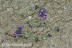 Linaria alpina (C202341)