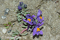 Linaria alpina (C202342)
