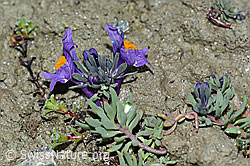 Alpen-Leinkraut (Linaria alpina) (C202344)