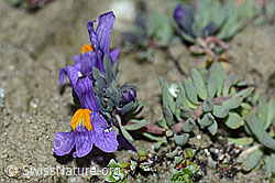 Linaria alpina (C202345)
