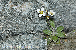 Alpen-Gänsekresse (Arabis alpina) (C202360) Alpen-Gänsekresse (Arabis alpina) (C202360)