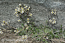 Alpen-Gänsekresse (Arabis alpina) (C202363) Alpen-Gänsekresse (Arabis alpina) (C202363)