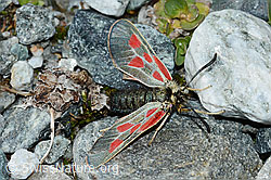 Alpen-Widderchen (Zygaena exulans) (C202380) Alpen-Widderchen (Zygaena exulans) (C202380)