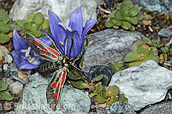 Alpen-Widderchen (Zygaena exulans) an Mont Cenis-Glockenblume (Campanula cenisia) (C202390) Alpen-Widderchen (Zygaena exulans) an Mont Cenis-Glockenblume (Campanula cenisia) (C202390)