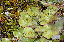 Berg-Brunnenlebermoos (Marchantia polymorpha subsp. montivagans) (C202523) Berg-Brunnenlebermoos (Marchantia polymorpha subsp. montivagans) (C202523)