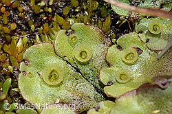 Berg-Brunnenlebermoos (Marchantia polymorpha subsp. montivagans) (C202527) Berg-Brunnenlebermoos (Marchantia polymorpha subsp. montivagans) (C202527)