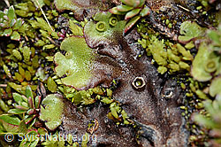 Berg-Brunnenlebermoos (Marchantia polymorpha subsp. montivagans) (C202528) Berg-Brunnenlebermoos (Marchantia polymorpha subsp. montivagans) (C202528)