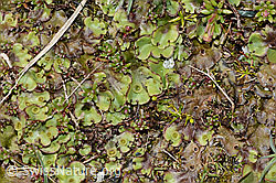 Berg-Brunnenlebermoos (Marchantia polymorpha subsp. montivagans) (C202533) Berg-Brunnenlebermoos (Marchantia polymorpha subsp. montivagans) (C202533)