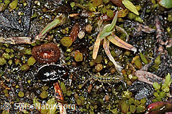 Micracanthia fennica (Uferwanze) (C202553) Micracanthia fennica (Uferwanze) (C202553)