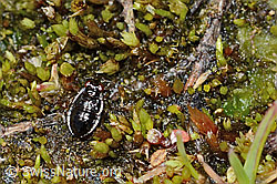 Micracanthia fennica (Uferwanze) (C202565) Micracanthia fennica (Uferwanze) (C202565)
