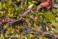 Micracanthia fennica (Uferwanze) (C202572) Micracanthia fennica (Uferwanze) (C202572)